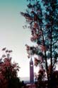 Campenile_Evening