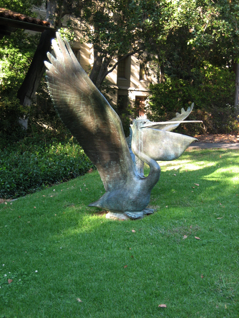 19-Pelican