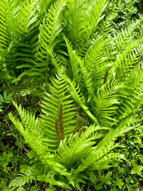 Ferns, Liverpool, NS