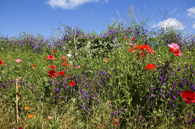 92_new_DSC_0240