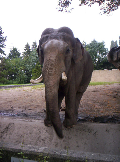 Elephant