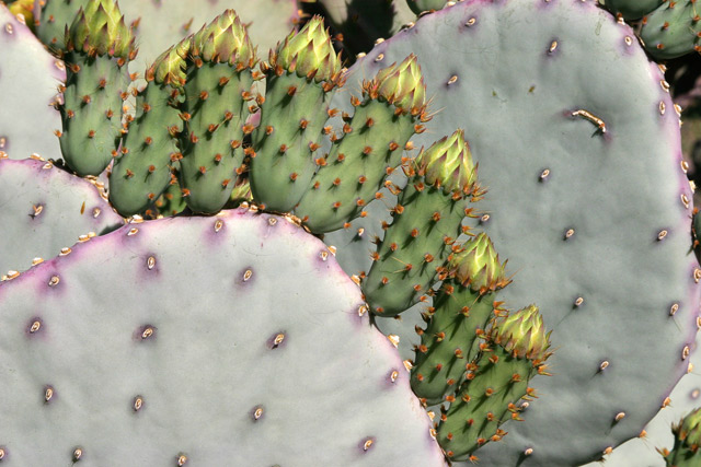 Cactus