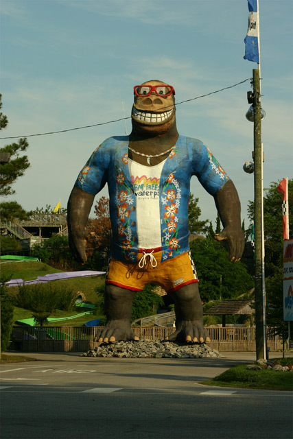 Gorilla