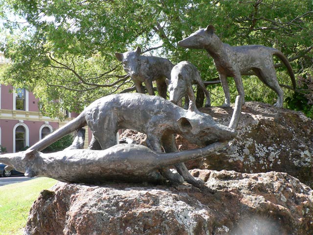 Dingos