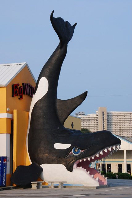 Whale