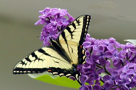 Butterfly on lilac