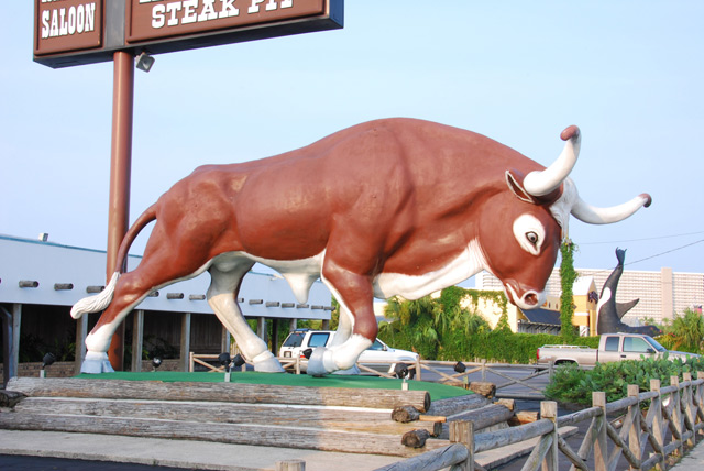 Steer