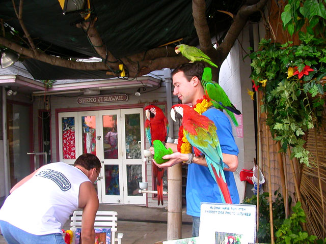 Parrots
