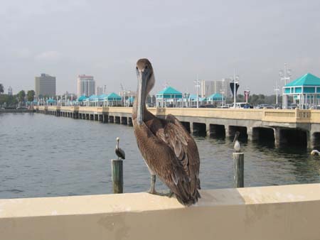 Pelican