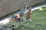 Kangaroos