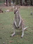 Kangaroo