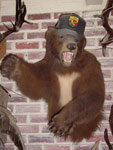 Bear Trophy