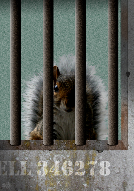 Squirrel in jail cell