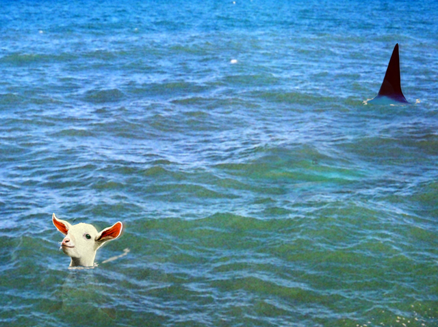 Goat & shark