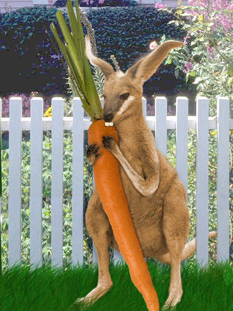 Kangaroo Bunny