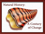 Shell Poster