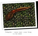 Cast Iron Tadpole