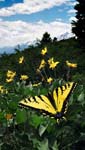 Teton butterfly
