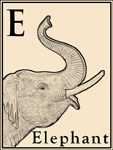 E is for Elephant
