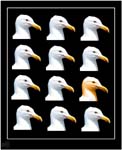 Twelve gull poster