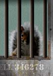 Jail Cell Squirrel