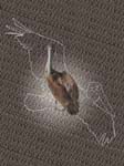 Feather Background