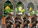 Monkey choir